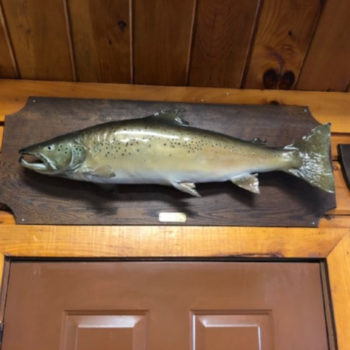photo of mounted salmon on wall