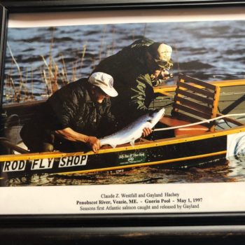 photo of seasons first atlantic salmon caught and released